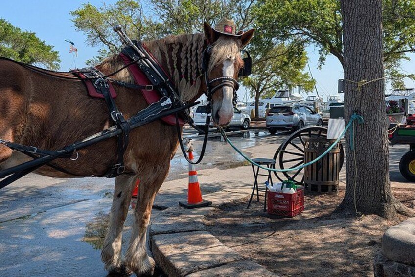 Beaufort Horse Drawn History Tour 4