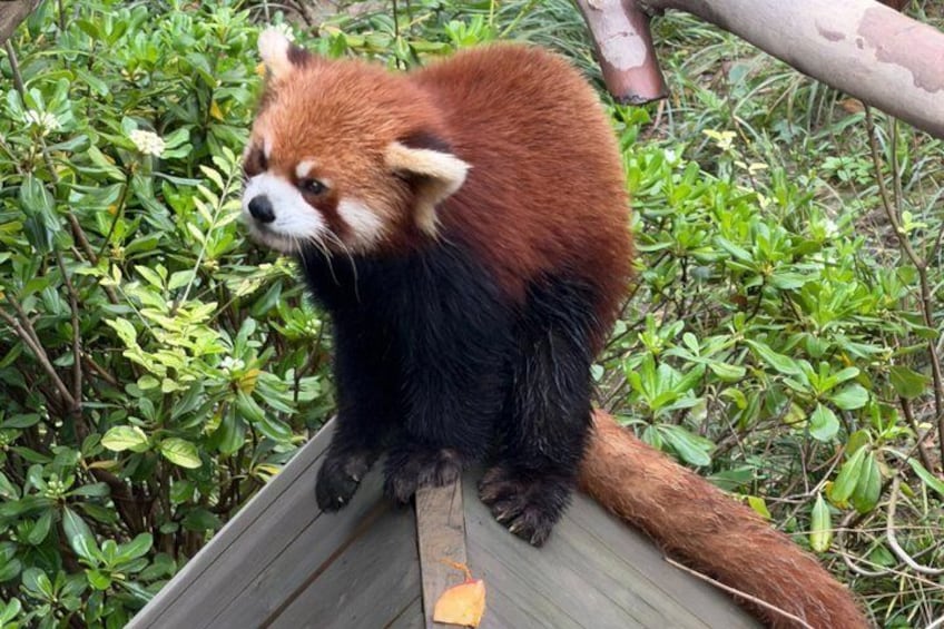 Ein Rothörnchen sitzt auf einer Holzplattform, umgeben von grünem Laub. 2