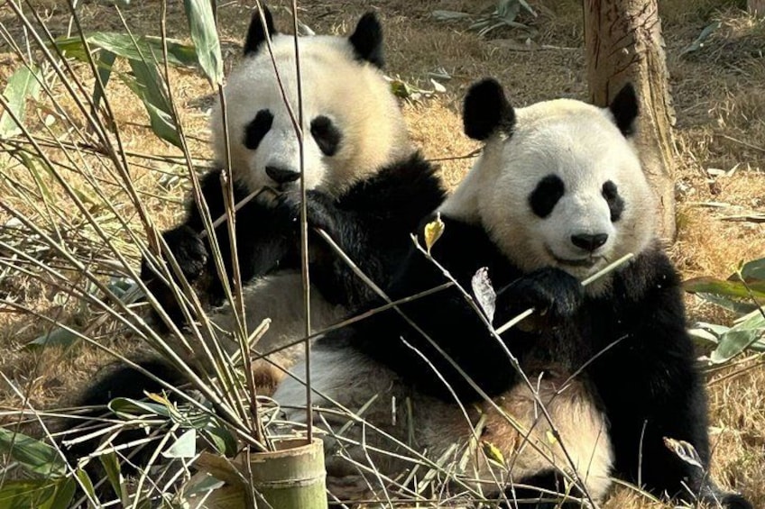 Two pandas resting among tall grasses and plants. 5