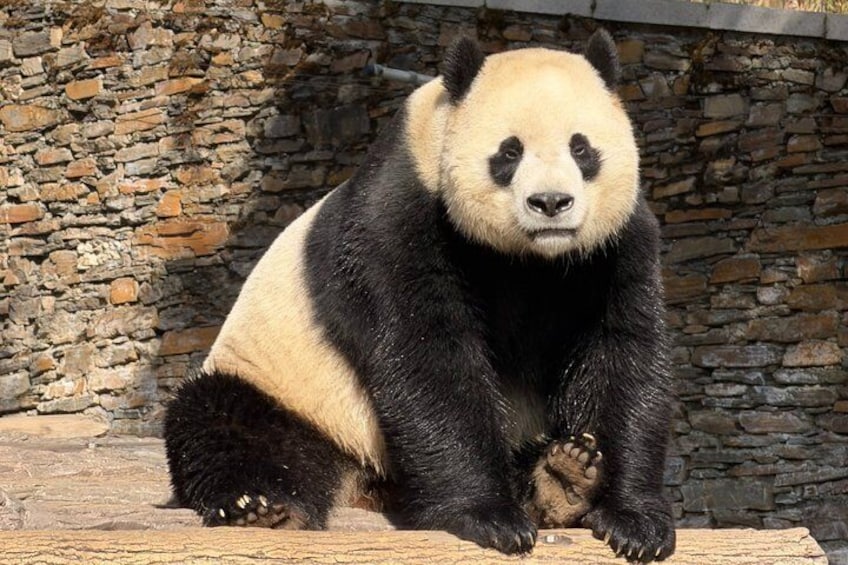 Ein Panda sitzt auf einer Holzplattform vor einer Steinsäule. 1