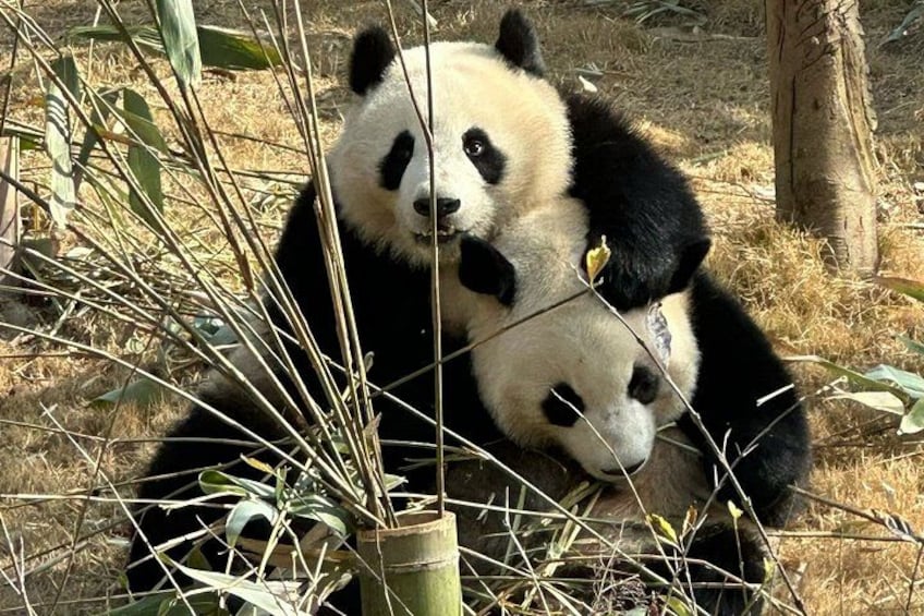Two pandas sitting among dry grass and bamboo. 4