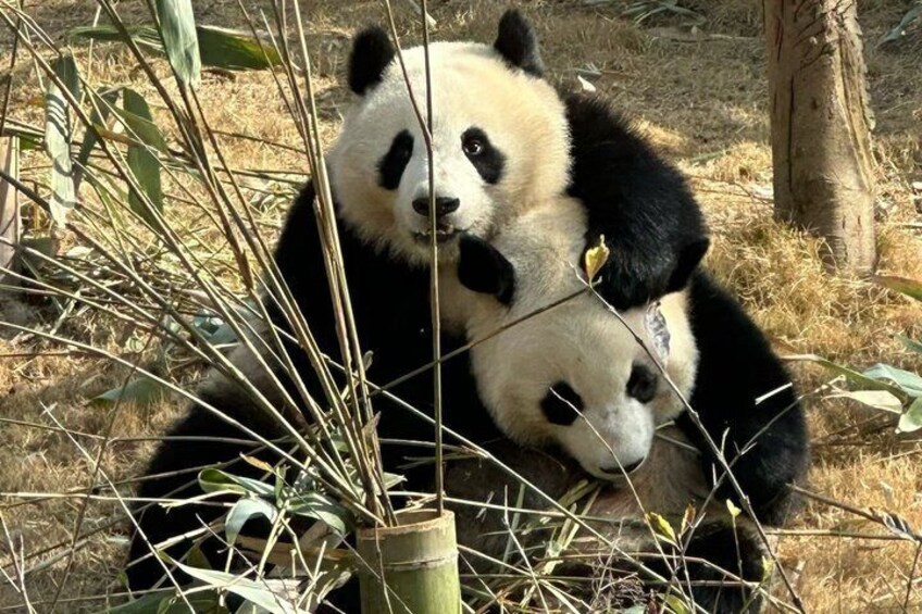Zwei Pandas sitzen inmitten von trockenem Gras und Bambus. 4