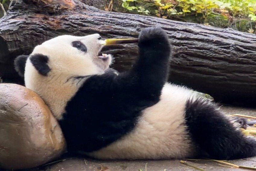A panda lying on the ground with a log and a rock nearby. 3