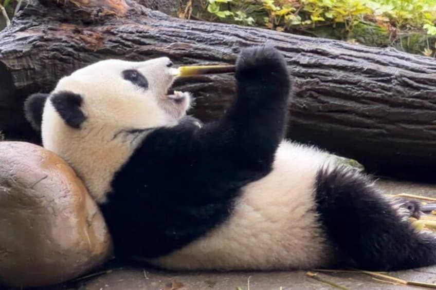 Ein Panda liegt am Boden, ein Baumstamm und ein Stein liegen in der Nähe. 3