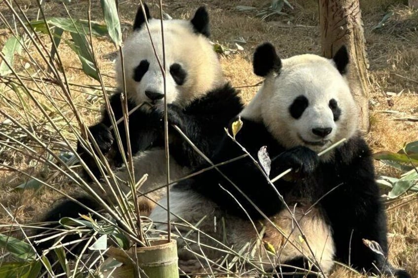 Zwei Pandas ruhen sich inmitten hohem Gras und Pflanzen aus. 5