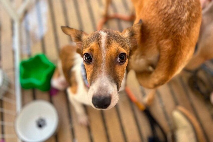 En hund i en hundkoja med en grön matskål och en vit matskål. 1