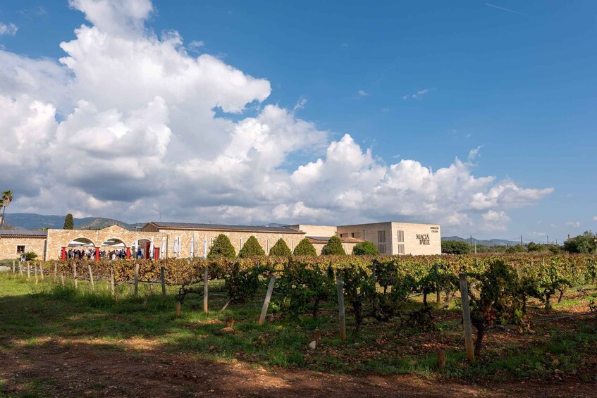 A vineyard with rows of grapevines, a building labeled 'MACIA BULE,' and a clear sky with clouds. 2