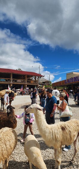 A livestock market with people interacting with animals. 3