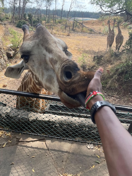 A giraffe's head close to a fence with a person's hand. 3