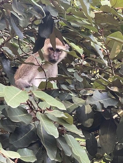 A monkey amidst dense foliage. 4