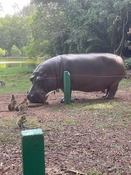 A large hippopotamus near a pond with several monkeys on the ground. 2
