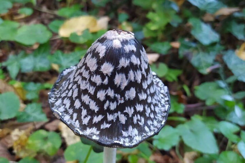 A mushroom with a patterned cap in a natural setting. 3