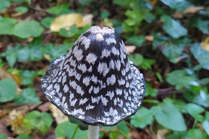 A mushroom with a patterned cap, surrounded by green foliage. 3