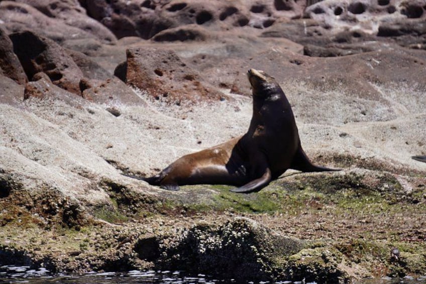 Una foca riposa su una costa rocciosa. 1