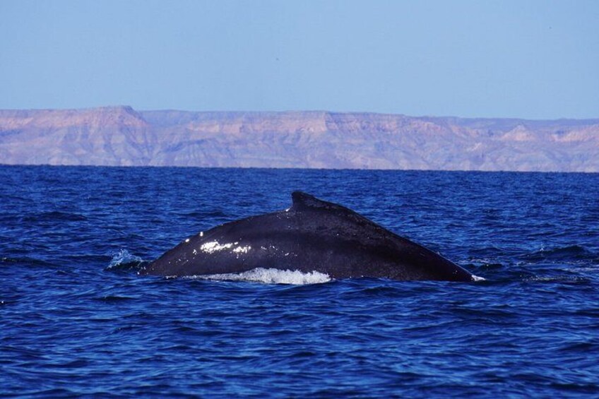 Un’enorme balena nuota nell’oceano, con una costa montuosa sullo sfondo. 4