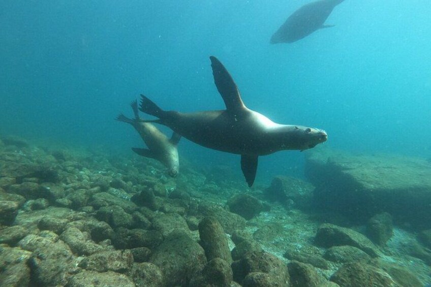 Un ambiente marino con un'enorme tartaruga marina che nuota vicino al fondo dell'oceano, circondata da rocce e altra vita marina. 5