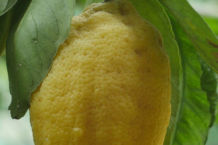 En stor, gul citrusfrugt hænger på et træ med grønne blade. 2
