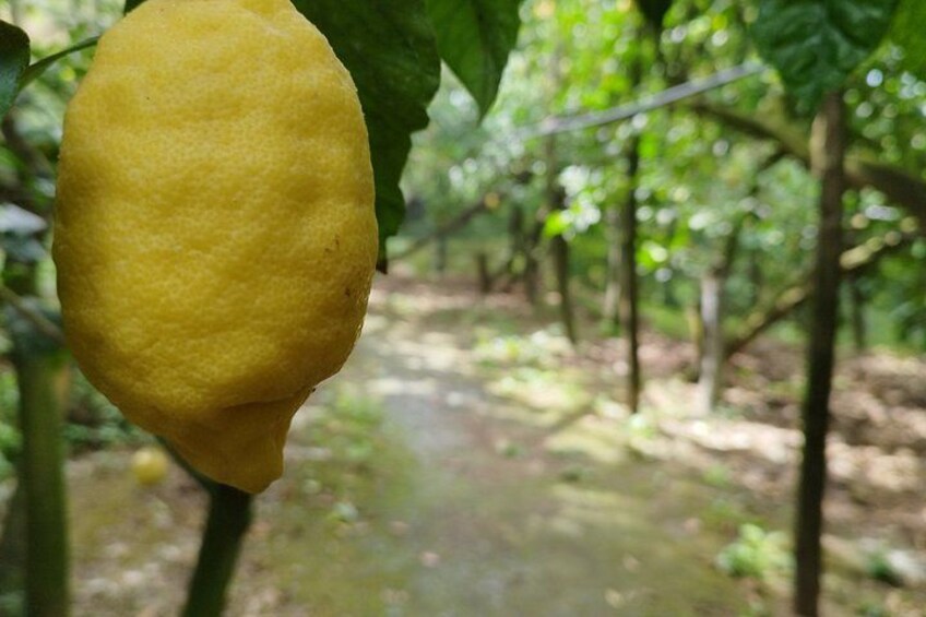 En citron hænger på et træ i en have. 3