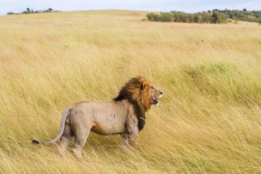 Un lion se tient debout dans un champ d’herbe. 1