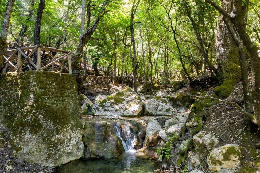A forested area with a small waterfall, moss-covered rocks, and a wooden bridge. 3
