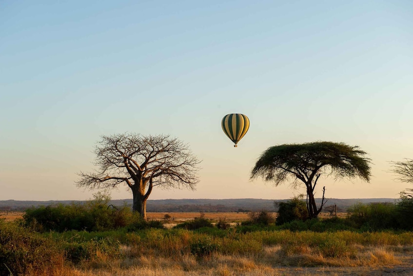A hot air balloon in a savanna landscape with two prominent trees and a distant horizon. 5