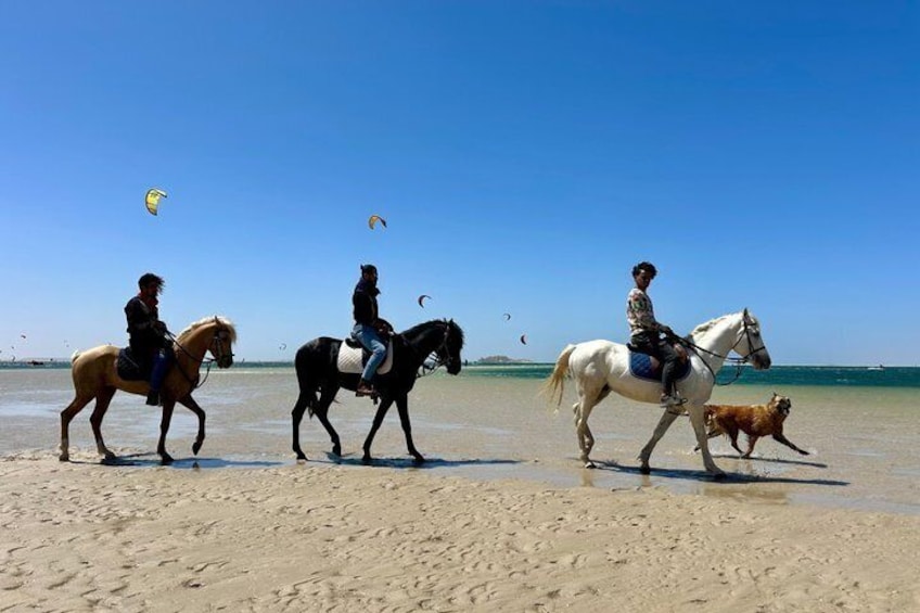 Three horses and riders on a beach with a dog. 1
