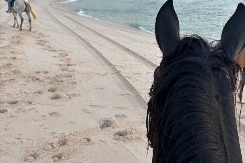 A beach with footprints and a horse's head in the foreground. 2