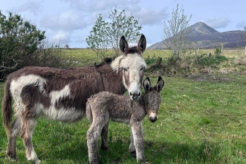 A donkey with a foal in a grassy field with mountains in the background. 2