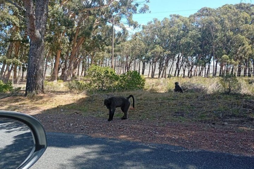 A black bear walking on a dirt path in a forested area with trees and a fence in the background. 2