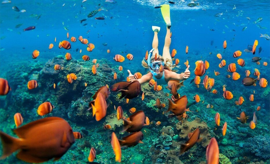 A person snorkeling among vibrant fish in clear blue water. 5