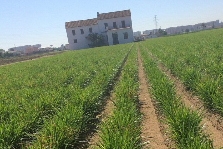 Espai Món Orxata – Horchata Culture Experience 5