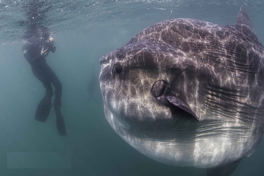 A diver photographing a large fish underwater. 5
