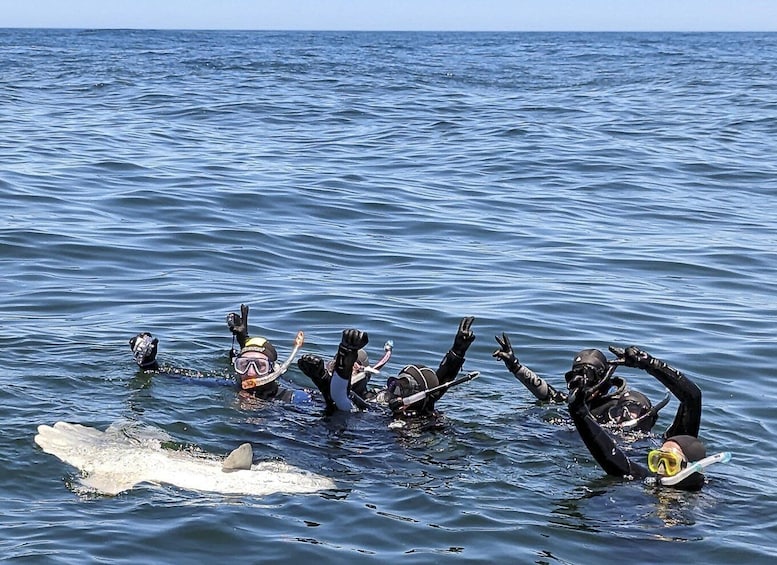 A group of scuba divers swimming with a shark in the ocean. 4
