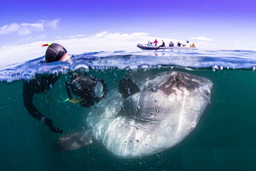 A diver underwater with a large marine animal, possibly a whale shark, and a boat with people in the background. 1