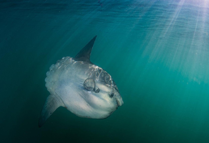 A fish swimming underwater. 3