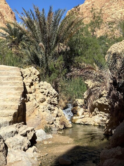 A rocky canyon with a small stream and dense vegetation. 2