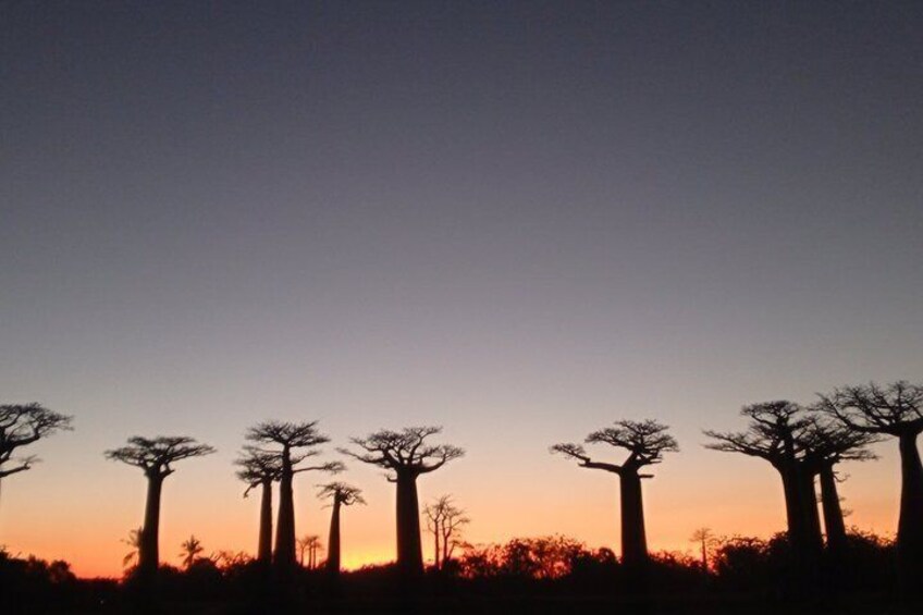 A silhouette of acacia trees against a twilight sky. 2