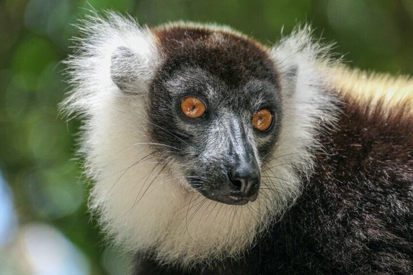 A lemur with white and dark fur, large eyes, and a natural green background. 1