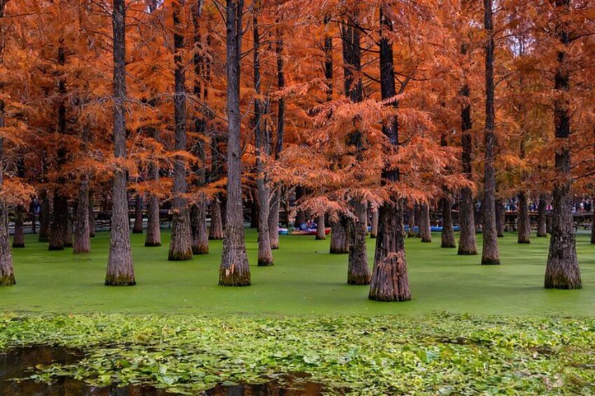 Shanghai Matcha Lake and West Lake Day Trip by Train 5