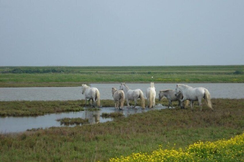 Bike or Hike Tours to Discover Comacchio Valleys 5