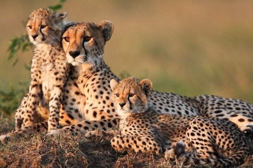 Cheetahs resting on dry grass with a blurred background. 2