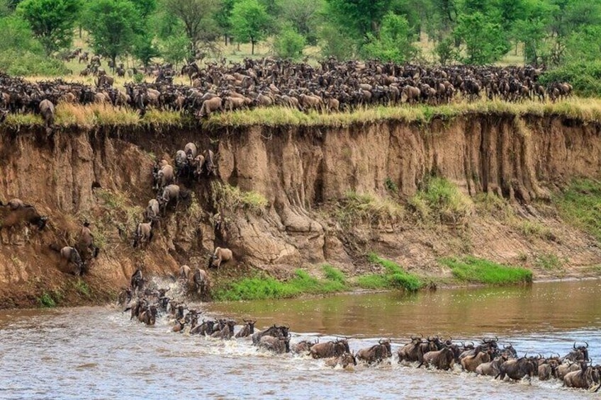 A herd of wildebeests crossing a river, with a steep bank and trees in the background. 3