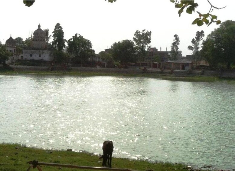 A calm lake with a cow grazing near the shore, surrounded by trees and a temple in the background. 3