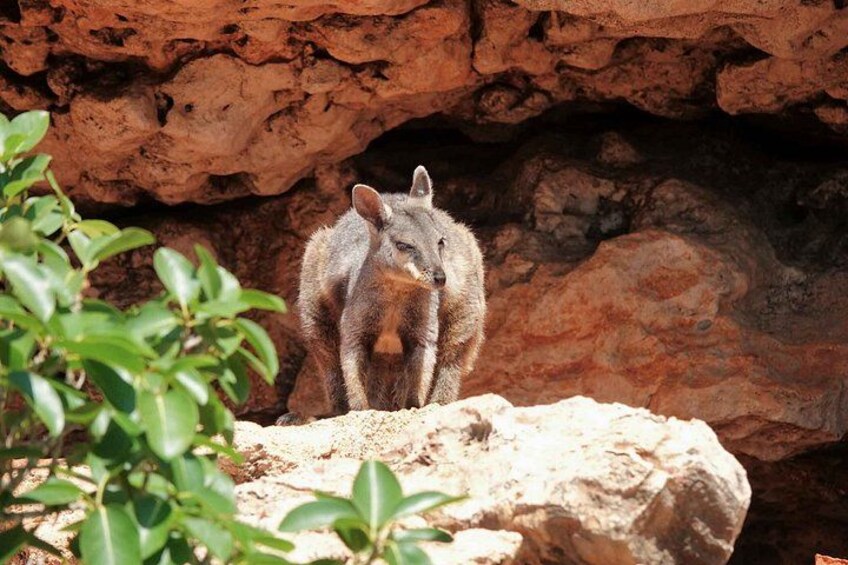 A kangaroo in a rocky enclosure with sparse vegetation. 5