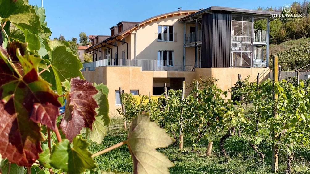 A modern building with a balcony, surrounded by vineyards. 1
