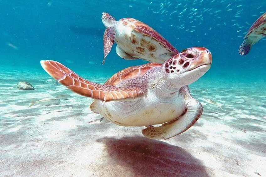Snorkeling Turtles Tour with Tahitian Meal in Tahiti 1