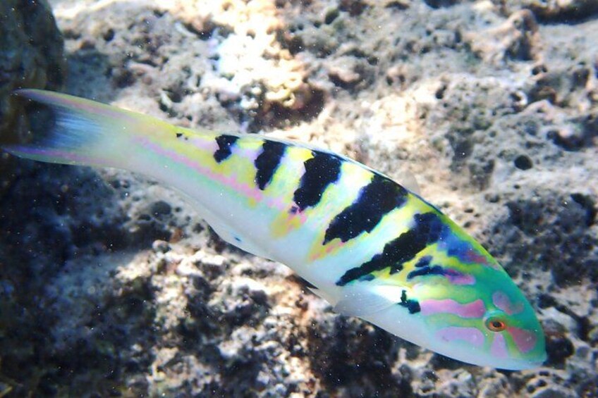 Snorkeling Turtles Tour with Tahitian Meal in Tahiti 2