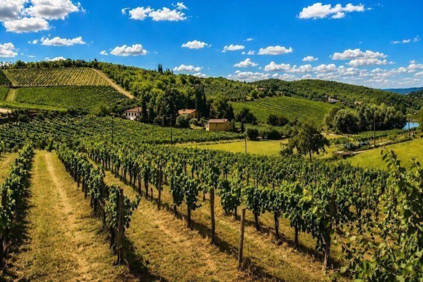 A vineyard with rows of grapevines, a hillside, and scattered buildings. 5