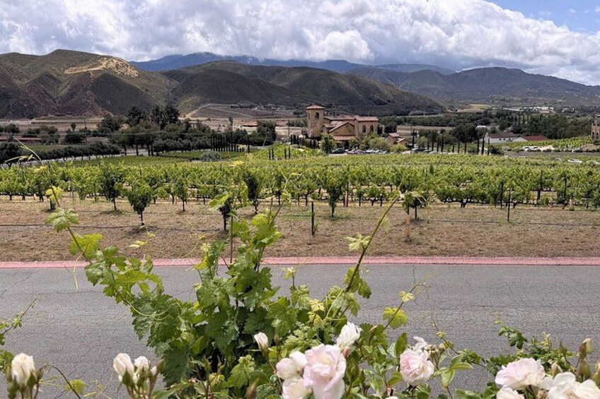 A vineyard with rows of grapevines, a road, and mountains in the background. 2