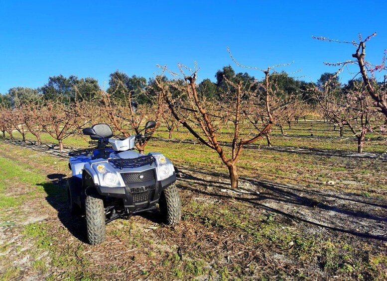 A quad bike parked in a vineyard. 5
